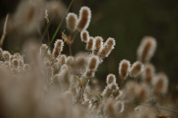 frost on grass