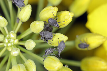 The cabbage seed pod weevil, Ceutorhynchus obstrictus (formerly called assimilis) is beetle from family Curculionidae, a pest of oilseed rape (canola) plants and and other cruciferous plants. - obrazy, fototapety, plakaty