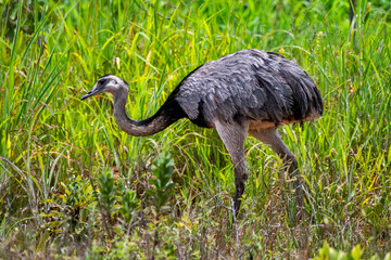 Greater Rhea photographed in Chapada dos Veadeiros National Park, Goias. Cerrado Biome. Picture made in 2015.