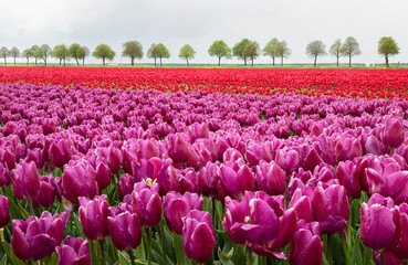 Rows of purple and red tulips on the bulb fields in the bulb region in the Netherlands.