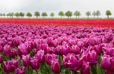 Rolgordijnen Rows of purple and red tulips on the bulb fields in the bulb region in the Netherlands. © Jan van der Wolf