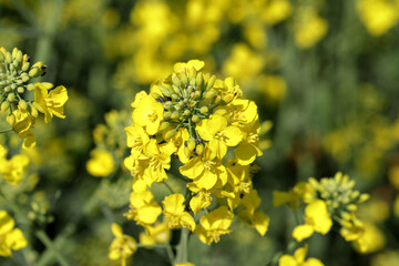 The cabbage seed pod weevil, Ceutorhynchus obstrictus (formerly called assimilis) is beetle from family Curculionidae, a pest of oilseed rape (canola) plants and and other cruciferous plants.