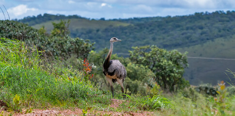 Greater Rhea photographed in Chapada dos Veadeiros National Park, Goias. Cerrado Biome. Picture made in 2015.