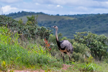 Greater Rhea photographed in Chapada dos Veadeiros National Park, Goias. Cerrado Biome. Picture made in 2015.