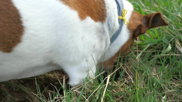 Jack Russell Terrier dog is digging in the meadow. Close up to hunting digging dog