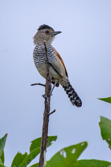 Rufous winged Antshrike photographed in Chapada dos Veadeiros National Park, Goias. Cerrado Biome. Picture made in 2015.