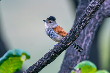 Rufous winged Antshrike photographed in Chapada dos Veadeiros National Park, Goias. Cerrado Biome. Picture made in 2015.