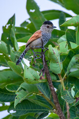 Rufous winged Antshrike photographed in Chapada dos Veadeiros National Park, Goias. Cerrado Biome. Picture made in 2015.