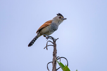 Rufous winged Antshrike photographed in Chapada dos Veadeiros National Park, Goias. Cerrado Biome. Picture made in 2015.