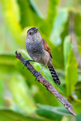 Rufous winged Antshrike photographed in Chapada dos Veadeiros National Park, Goias. Cerrado Biome. Picture made in 2015.