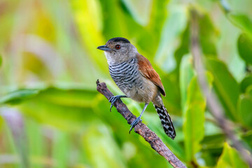 Rufous winged Antshrike photographed in Chapada dos Veadeiros National Park, Goias. Cerrado Biome. Picture made in 2015.