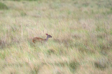 Red Brocket photographed in Chapada dos Veadeiros National Park, Goias. Cerrado Biome. Picture made in 2015.