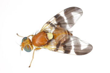 Walnut husk fly (Rhagoletis completa) it is quarantine species of tephritid or fruit flies whose...