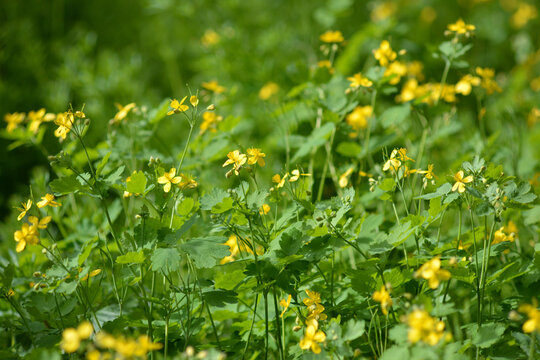 รูปภาพCelandine – เลือกดูภาพถ่ายสต็อก เวกเตอร์ และวิดีโอ16,522 | Adobe ...