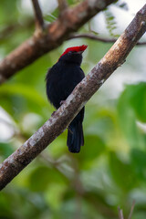 Helmeted Manakin photographed in Chapada dos Veadeiros National Park, Goias. Cerrado Biome. Picture made in 2015.
