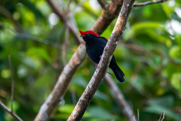 Helmeted Manakin photographed in Chapada dos Veadeiros National Park, Goias. Cerrado Biome. Picture made in 2015.