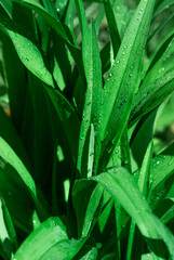 green leaves with drops