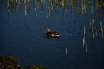 ducks in the pond