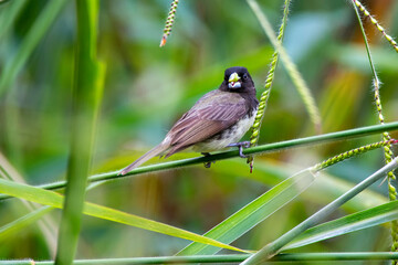Yellow bellied Seedeater photographed in Chapada dos Veadeiros National Park, Goias. Cerrado Biome. Picture made in 2015.