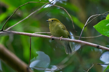 Helmeted Manakin photographed in Chapada dos Veadeiros National Park, Goias. Cerrado Biome. Picture made in 2015.