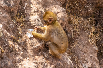 Wild baby barbary monkey eating in Morocco