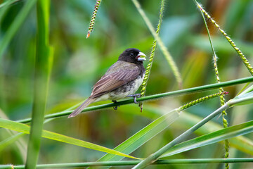 Yellow bellied Seedeater photographed in Chapada dos Veadeiros National Park, Goias. Cerrado Biome. Picture made in 2015.