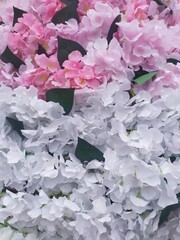 pink , white flowers and green leaves. Texture, background