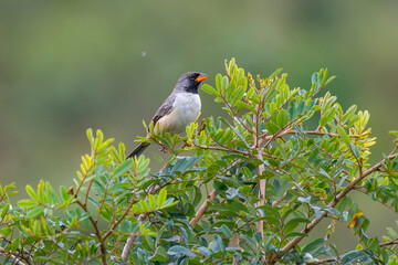 Black throated Saltator photographed in Chapada dos Veadeiros National Park, Goias. Cerrado Biome. Picture made in 2015.