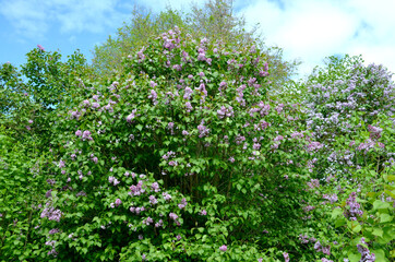 Fototapeta premium blooming lilac