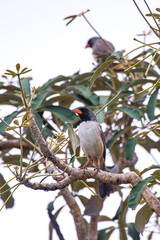 Black throated Saltator photographed in Chapada dos Veadeiros National Park, Goias. Cerrado Biome. Picture made in 2015.