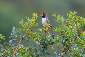 Black throated Saltator photographed in Chapada dos Veadeiros National Park, Goias. Cerrado Biome. Picture made in 2015.