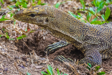 Asian Water Monitor Lizard in Singapore Botanic Garden