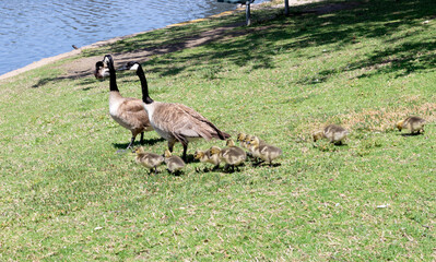 Mother and father goose leading the family down to the water on a sunny spring day in Irvine California