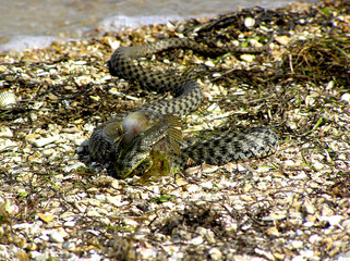 snake in the sand eating a fish