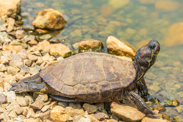 Obraz premium Chrysemys Picta, or painted turtle, in Singapore Botanic Gardens