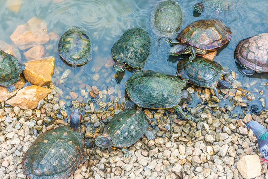Group of Chrysemys Picta, or painted turtle, in Singapore Botanic Gardens