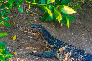 Wild monitor lizard in Lumphini Park, Bangkok, Thailand
