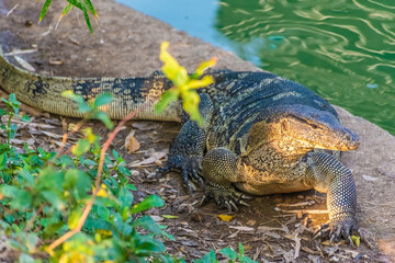 Wild monitor lizard in Lumphini Park, Bangkok, Thailand