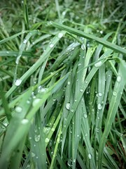 raindrops on the grass