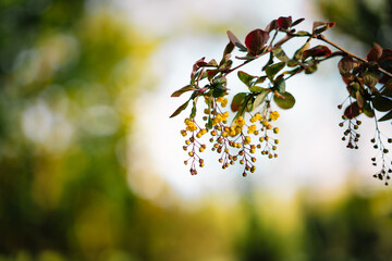 Yellow berberis flowers in spring