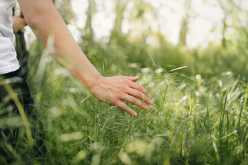 Hand touching tall grass in summer