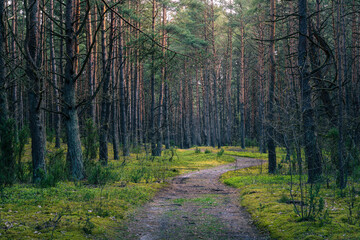 Ścieżka w sosnowym gęstym lesie