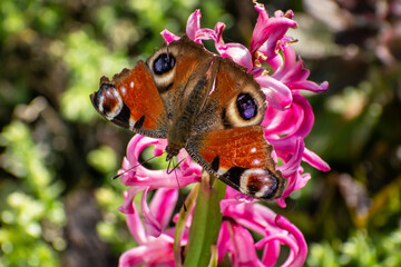 A brown butterfly sits on a pink flower
