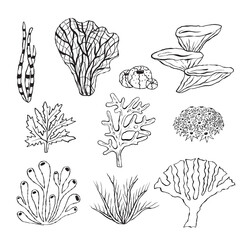 Vector set of corals. Outline sea elements are isolated on white. Beautiful underwater flora and fauna. Aquarium, ocean, and undersea algae water life in hand-drawn or cartoon style