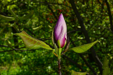Naklejka na ściany i meble spring magnolia flower bud in garden, natural floral background