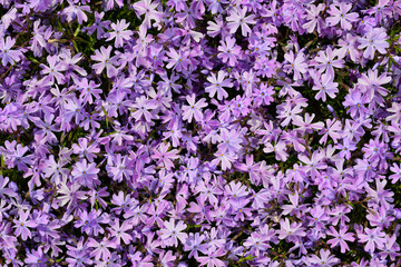 Phlox subulata - creeping phlox, moss phlox, moss pink, or mountain phlox