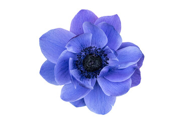 Beautiful blue anemone flower, isolated on a white background