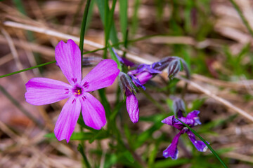 purple crocus flowers