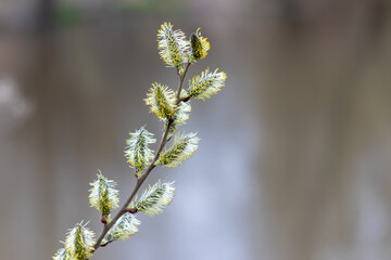 willow branch with fluffy buds on a gray background close-up