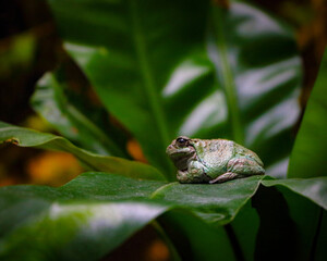 Animal and Nature Photos